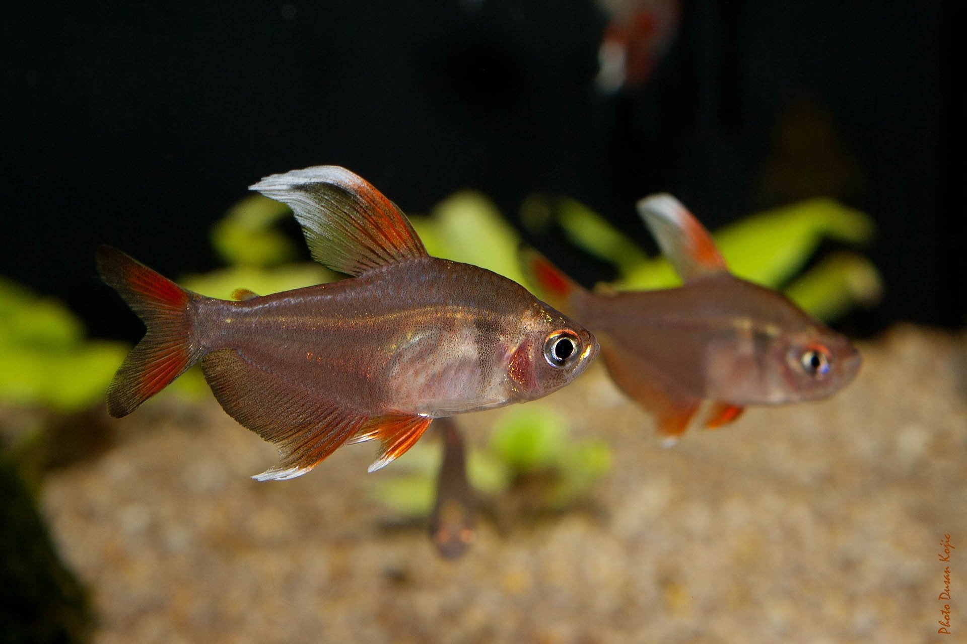 White Fin Ornate Tetra 3 Cm