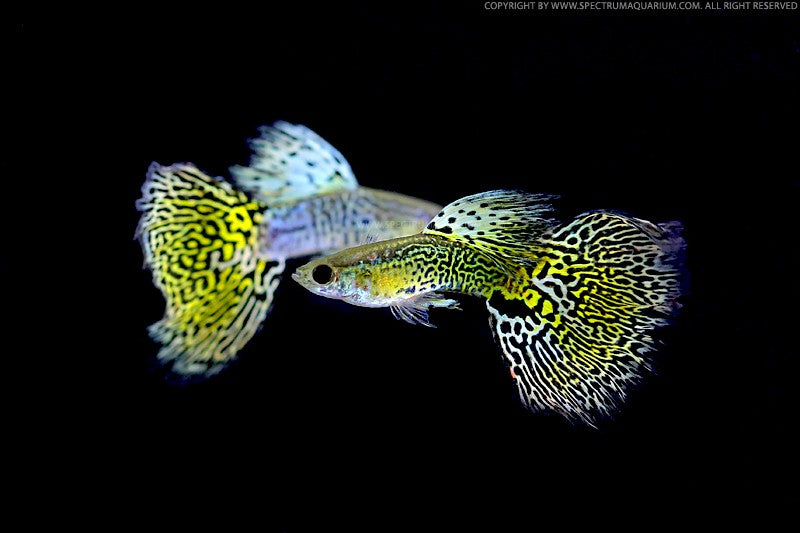Green Dumbo Guppy Male