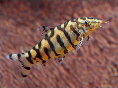 Pakistani Yoyo Loach 5 Cm