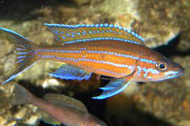 Paracyprichromis Nigripinnis 4.5 Cm