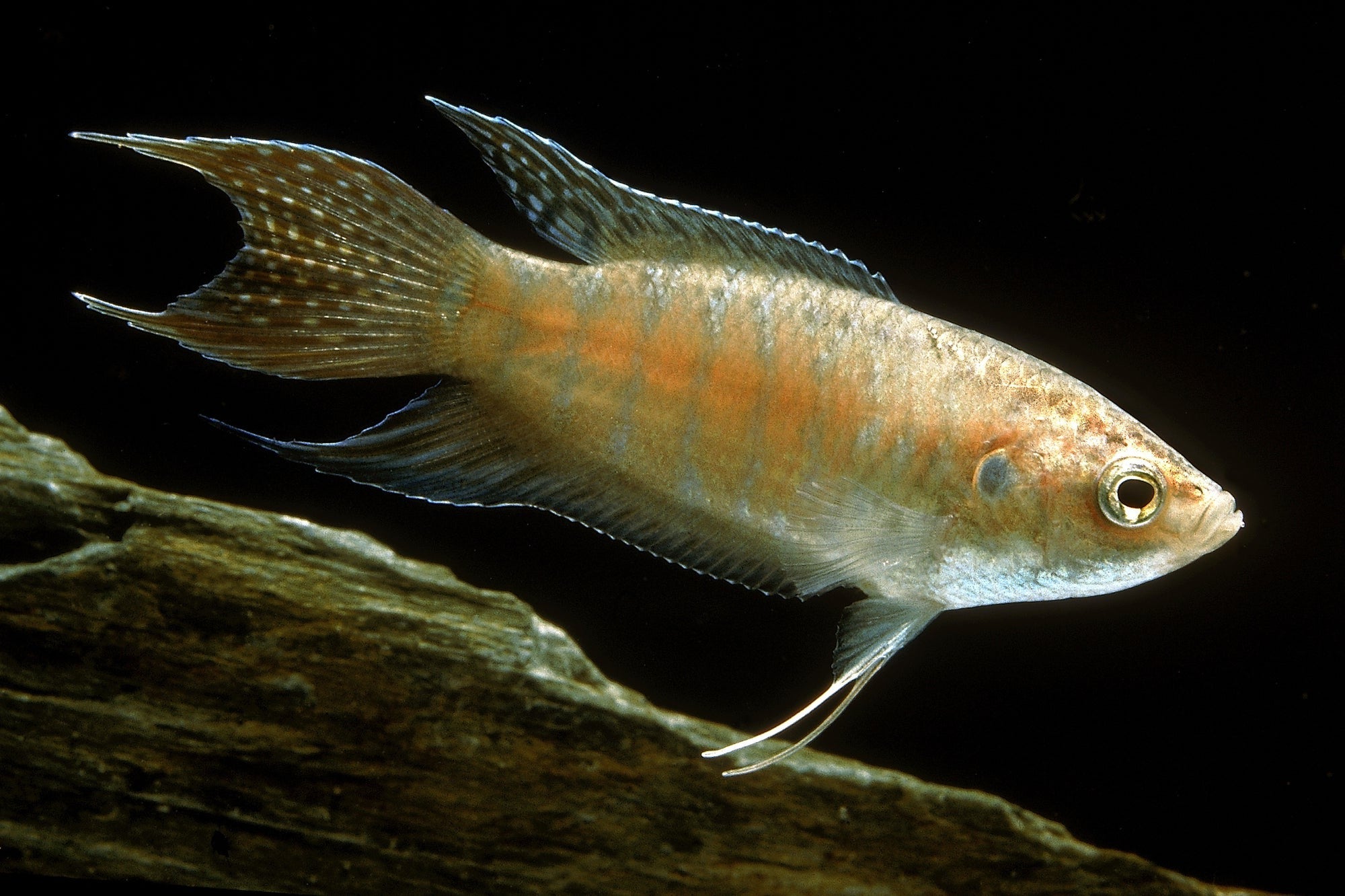 Apricot Paradisefish