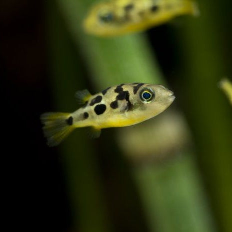 Freshwater Pea Puffer