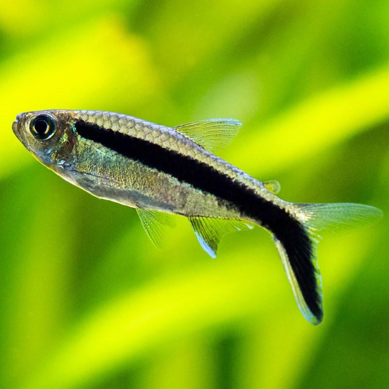 Penguin Tetra 3 Cm