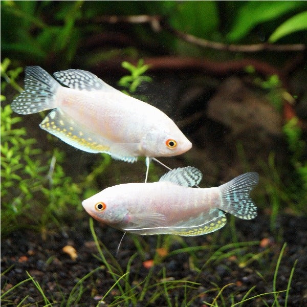 XL Assorted Gourami