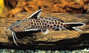 Synodontis Petricola 8cm