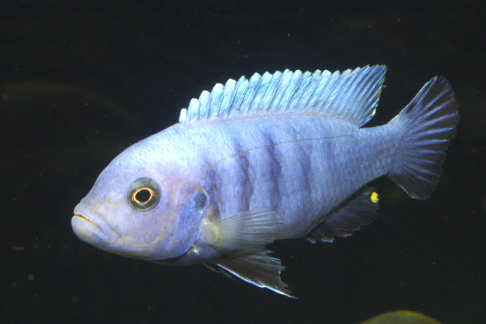 Cynotilapia Pulpican Cichlid 5 Cm