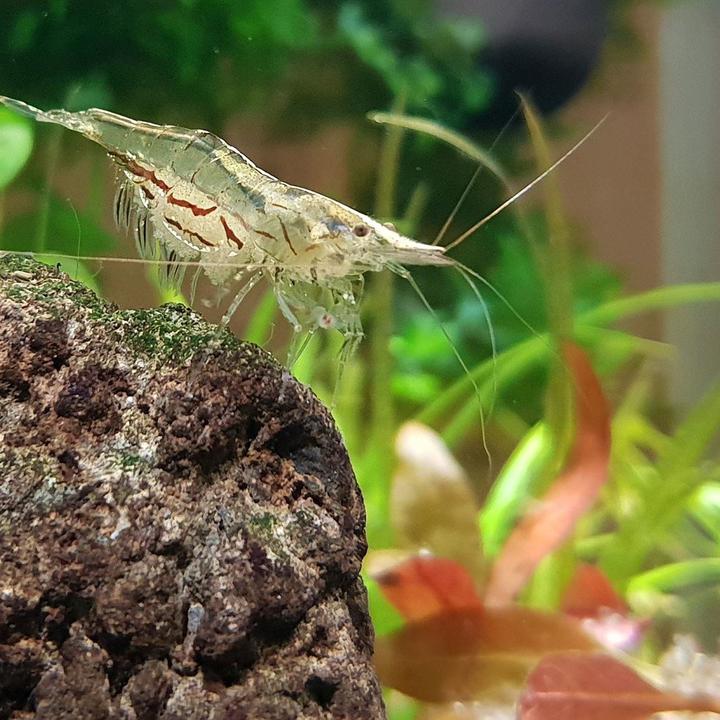 North Queensland Algae Shrimp 1.5-3cm