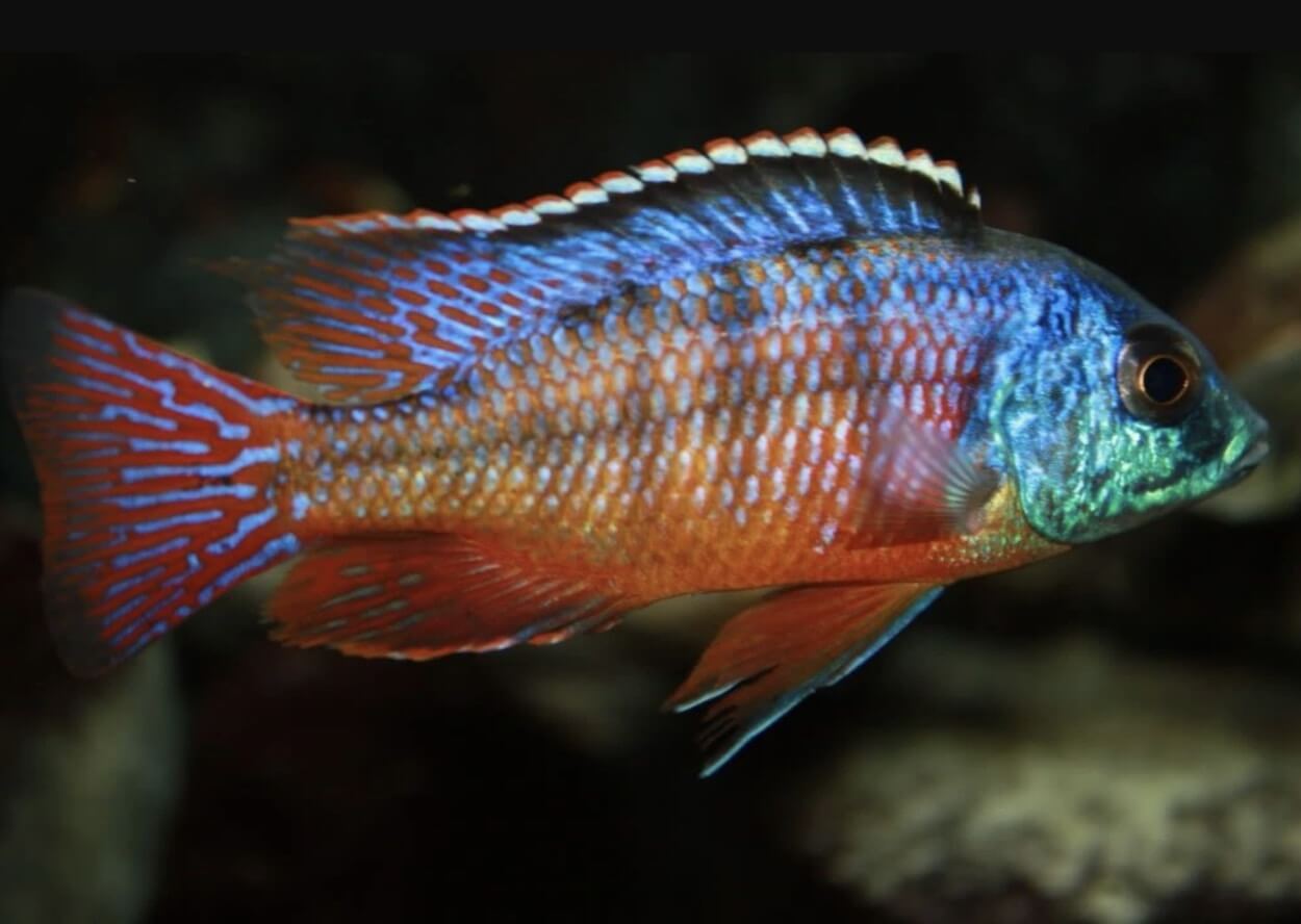 Red Empress Cichlid 6cm