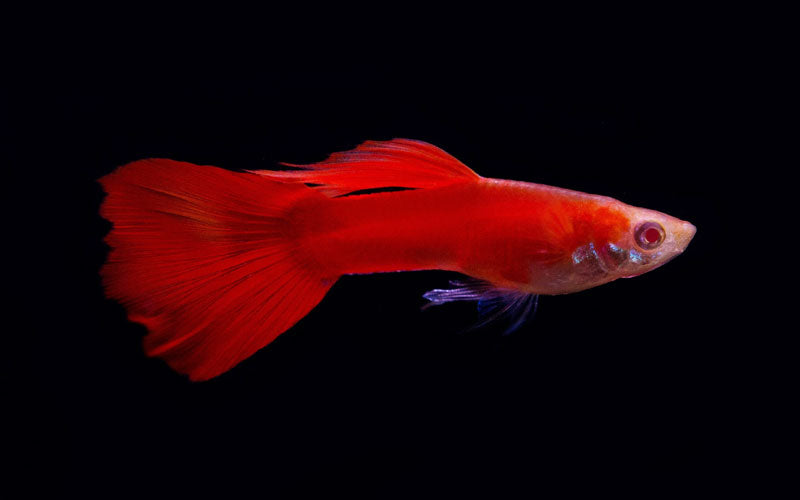 Red Guppy Male