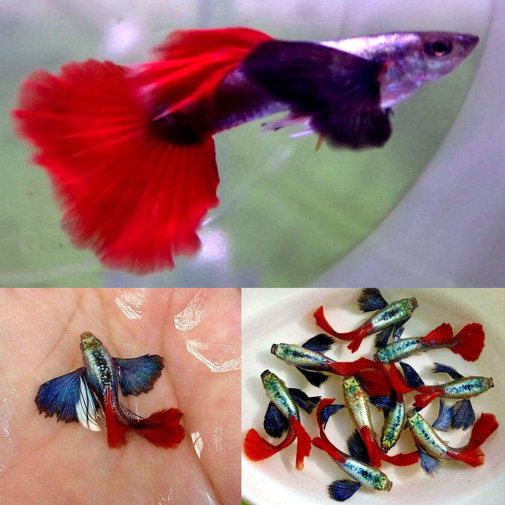 Red Flame Tail Guppy Male