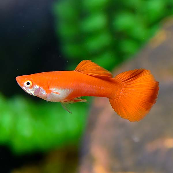 Red Flamingo Guppy Male