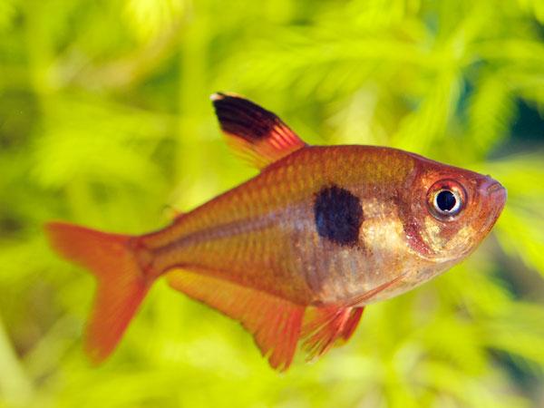 Rosy Tetra 3.5 Cm