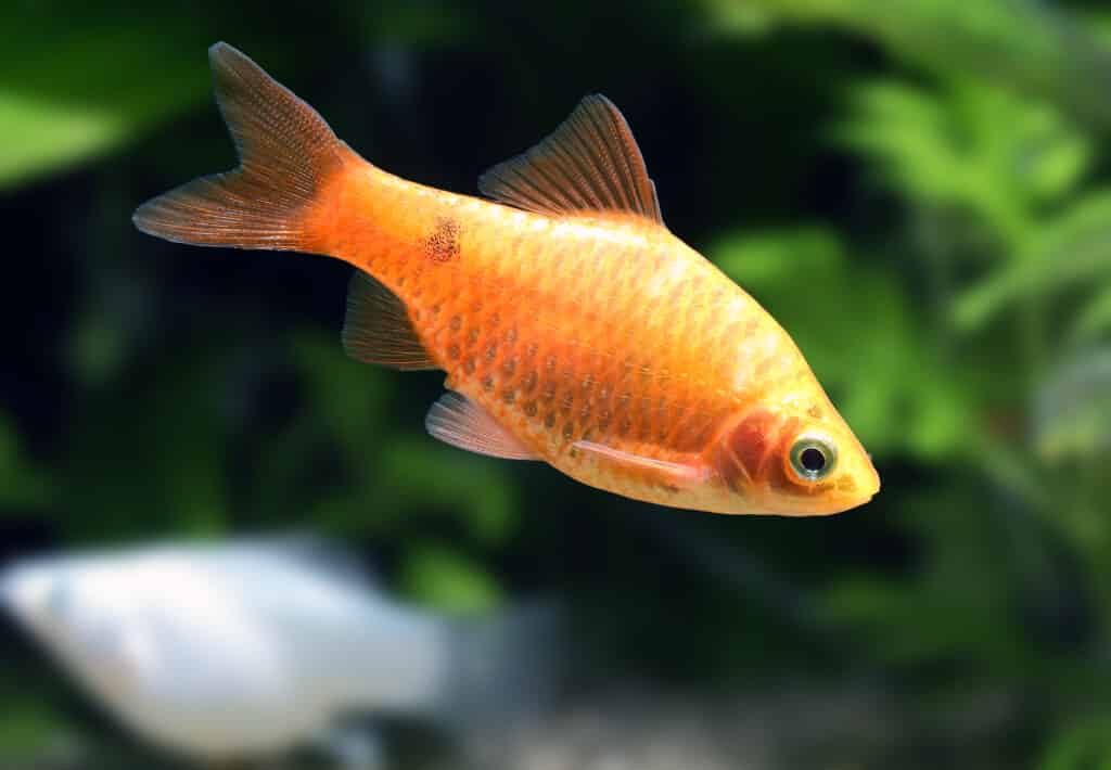 Rosy Barb 5cm