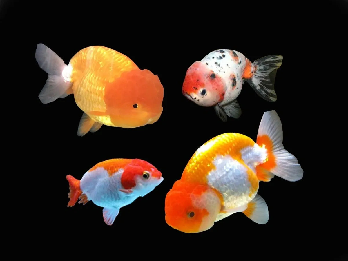 Thai Ranchu 10cm