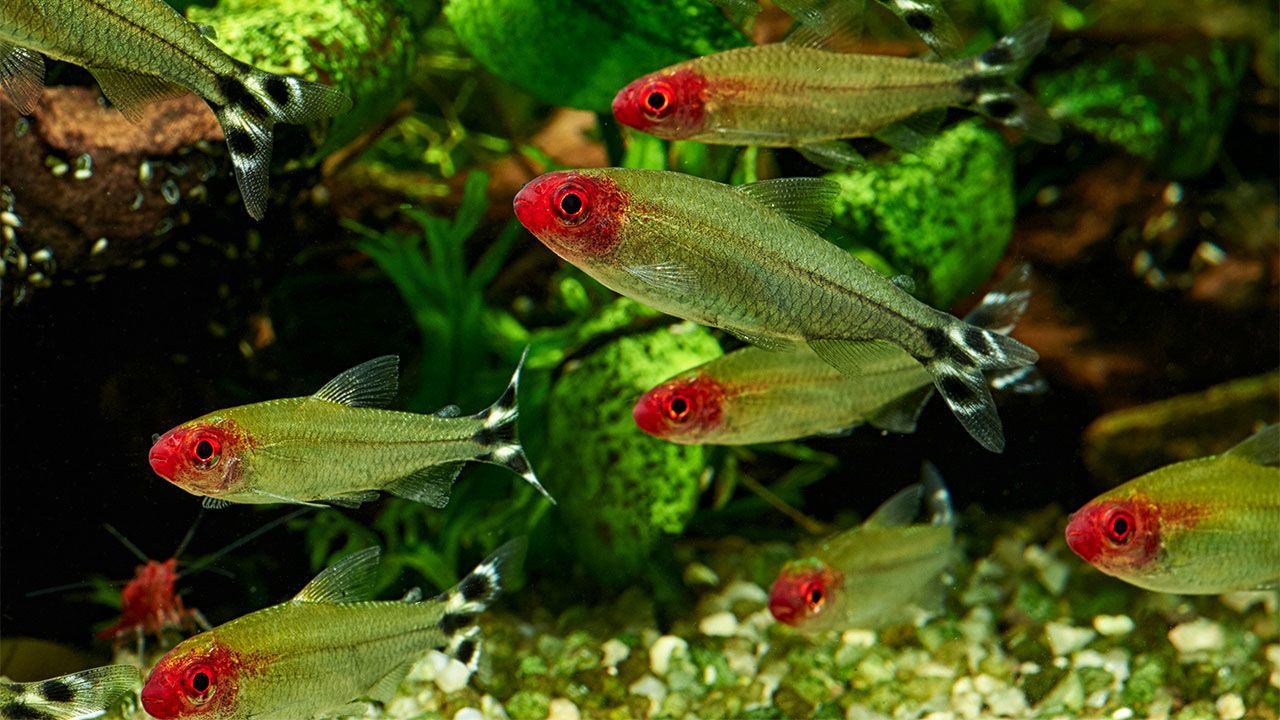 Rummynose Tetra 3.0-3.5 Cm