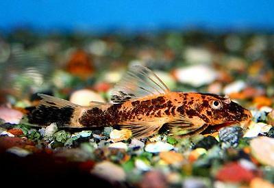 Super Red Bristlenose 5cm