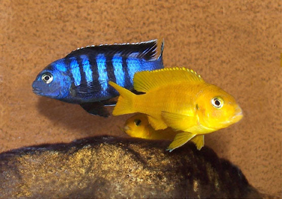 Pseudotropheus Saulosi 5cm
