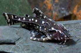 Spotted Raphael Catfish 6cm+