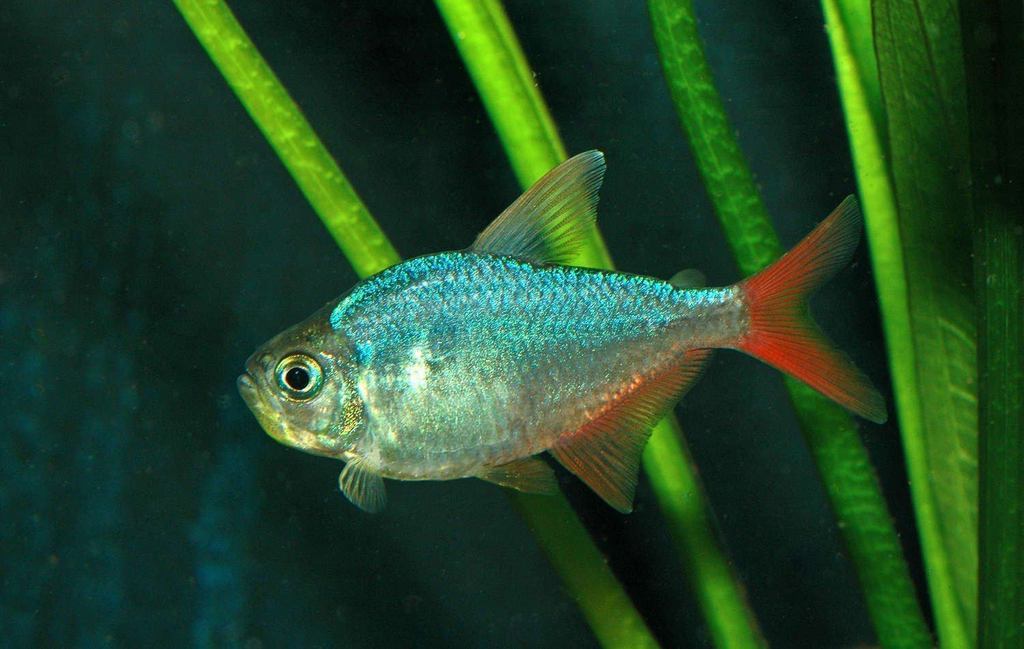 Red Blue Columbian Tetra 3 Cm