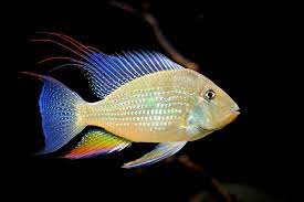 Threadfin Acara Heckeli 10 Cm