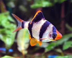 Tiger Barb