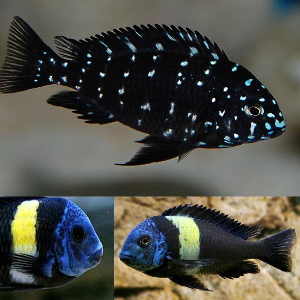 Tropheus Duboisi 3.5 Cm