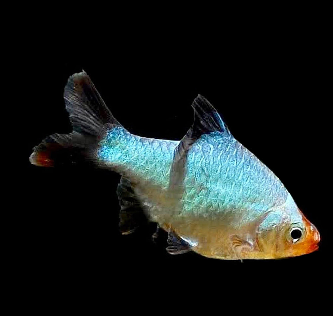 Platinum Green Tiger Barb