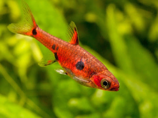 Maculata Dwarf Rasbora