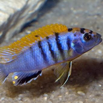 Labidochromis Hongi Red Top 6cm