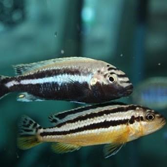 Melanochromis Auratus 5 Cm