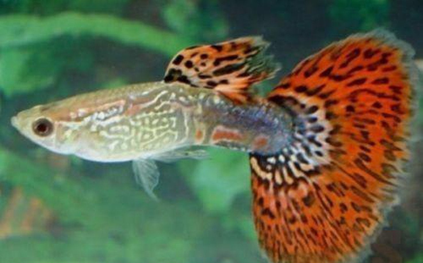 Guppy