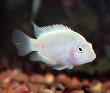 XL White Albino Convict Cichlid 8cm