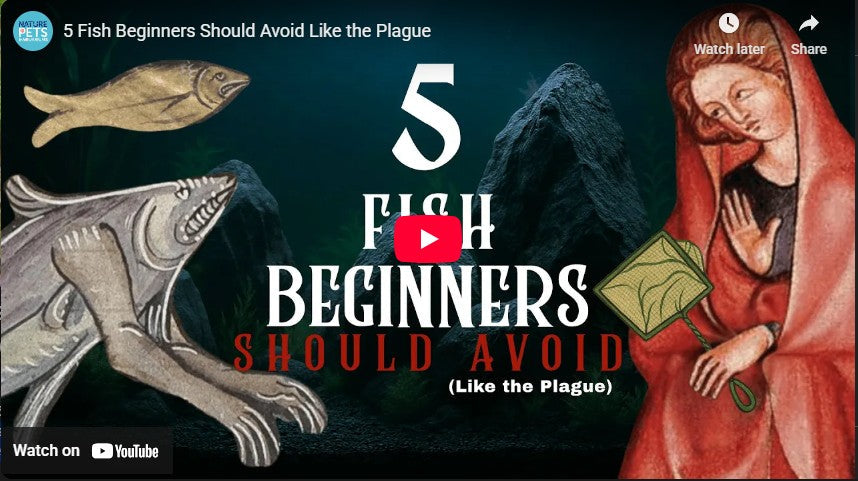 5 Fish Beginners Should Avoid Like the Plague