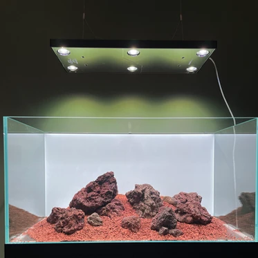 Creating a Stunning Red-Toned Aquarium Design with Frank Koper