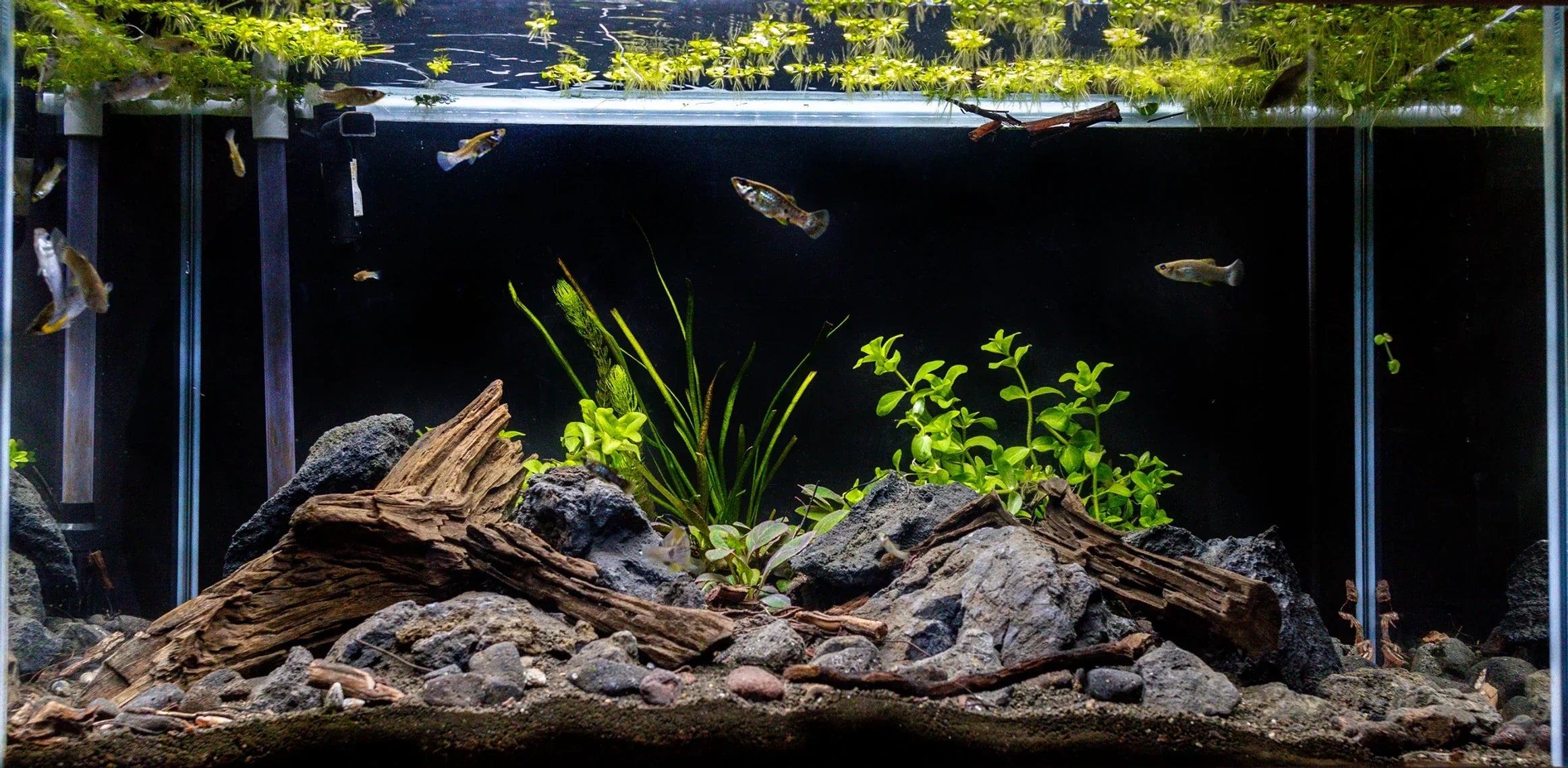 How to Create a Biotope | Crafting a Stunning Costa Rican River Habitat
