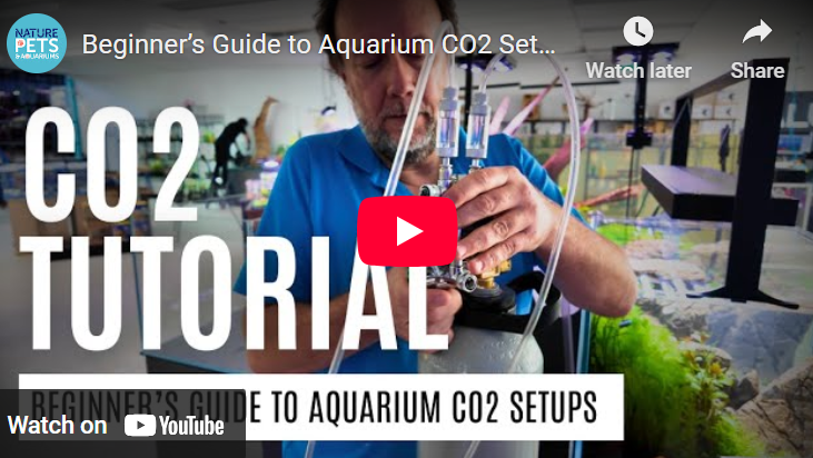 Beginner’s Guide to CO2 Setup for Planted Aquariums – Single & Dual Tank Systems
