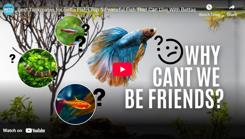 Best Tankmates for Betta Fish - Why cant we be friends