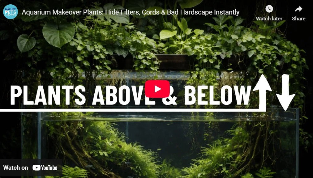 Easy Aquarium Plants to Instantly Improve Your Fish Tank