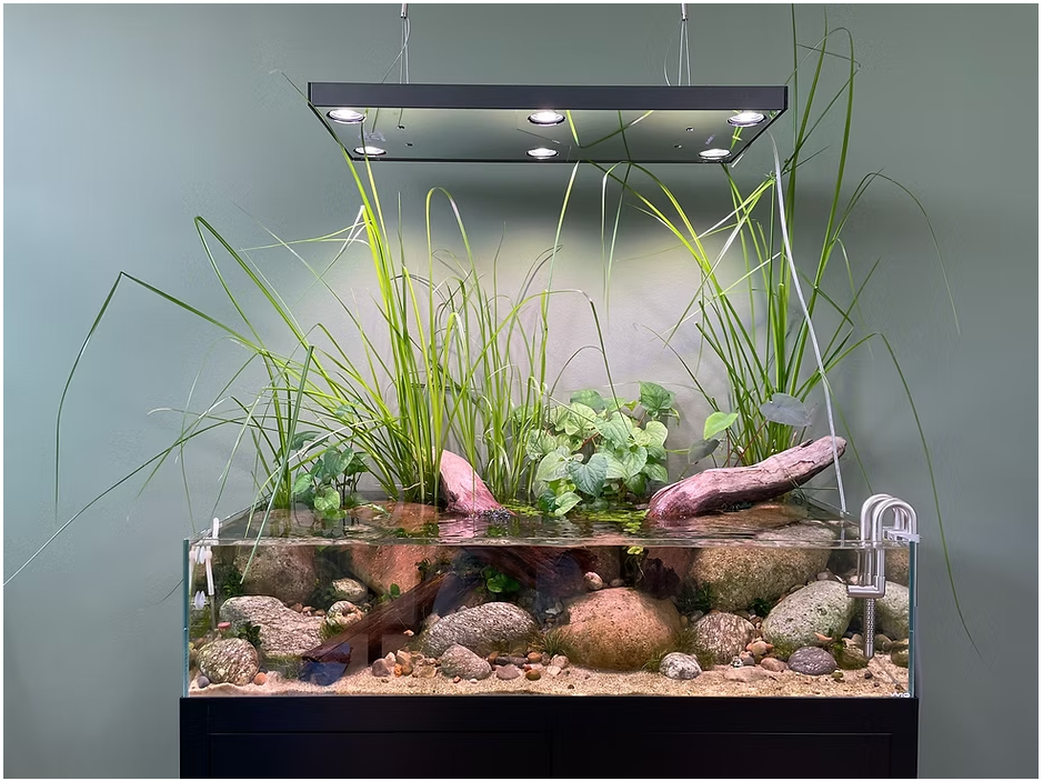 Shallow Aquascapes: Minimalism Meets Natural Beauty