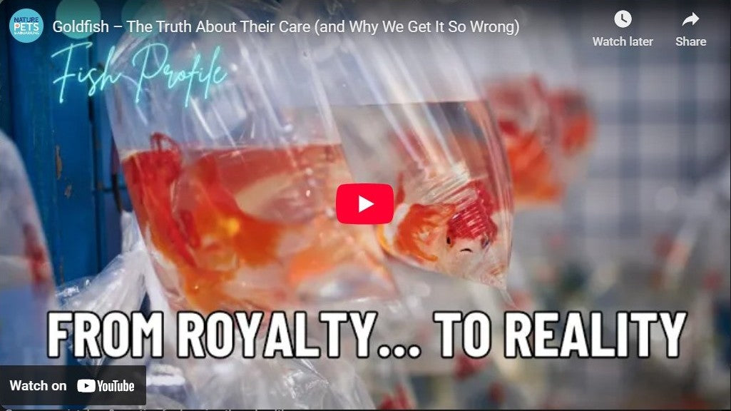 Goldfish | Care Guide, History, Common Mistakes & Pro Tips