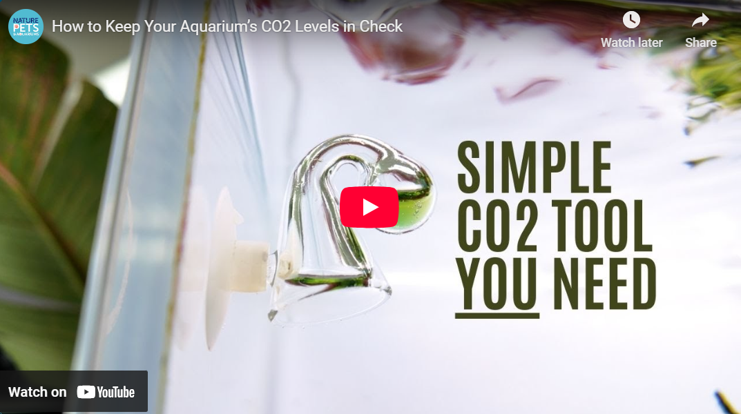 How to Keep Your Aquarium’s CO2 Levels in Check