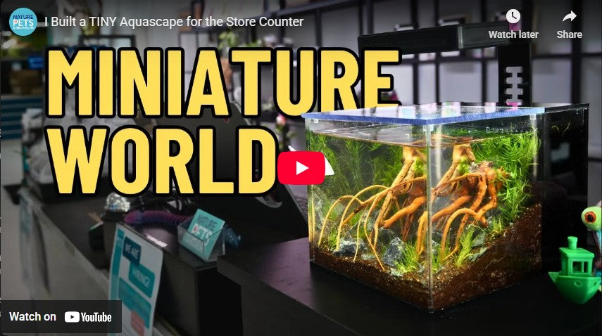 Let's Build a Tiny Aquascape for the Store Counter
