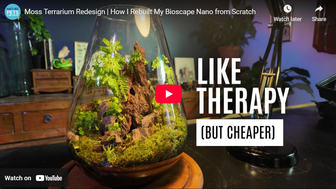 Rebuilding an Aquascape | Moss, Ferns, and Creative Flow