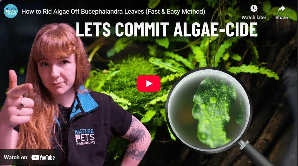 How to Remove Algae Off Slow Growing Leaves | Fast & Easy Method