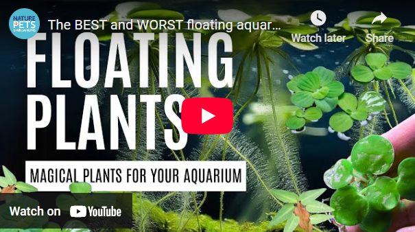 Floating Plants for Aquariums | Benefits, Care Tips & Duckweed Control