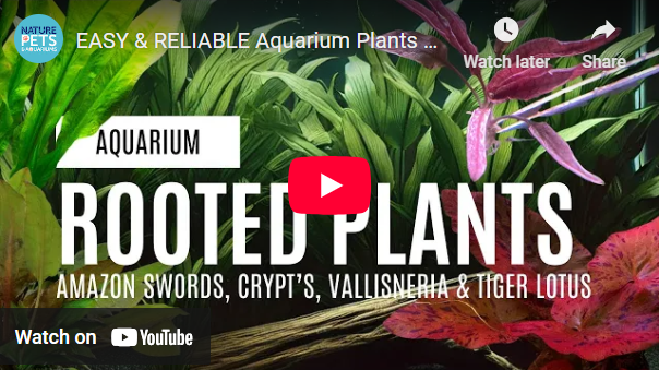 EASY & RELIABLE Aquarium Plants | Perfect for Beginners!