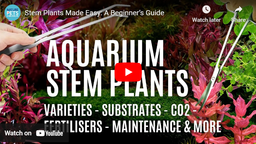 Stem Plants Made Easy | A Beginner’s Guide