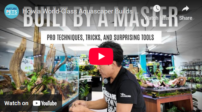 How a World-Class Aquascaper Builds a Nature Aquarium - Takayuki Fukada's Process
