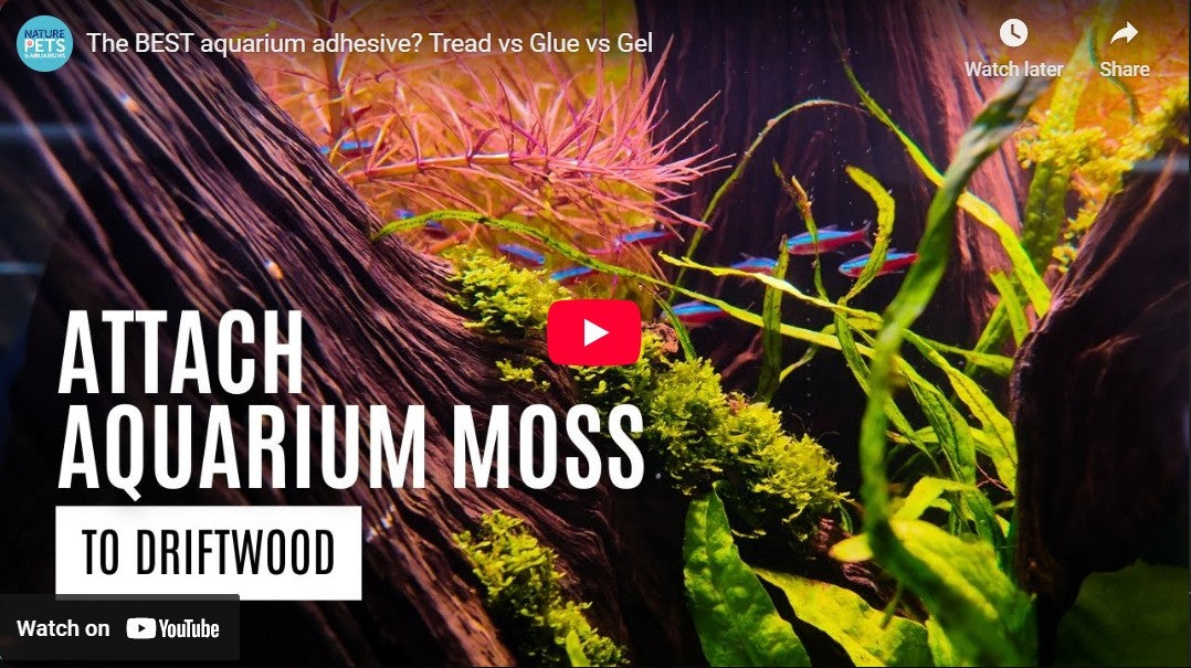 Best Aquarium Adhesives for Moss & Driftwood | Thread vs. Glue Comparison