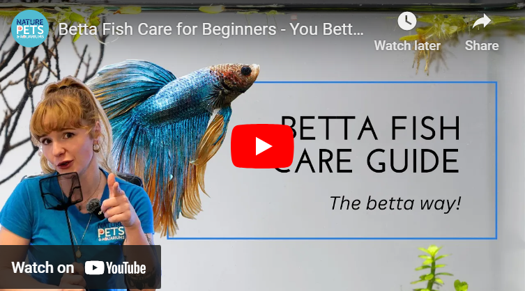 Betta Fish Care Guide: Tank Setup, Feeding & Best Tankmates